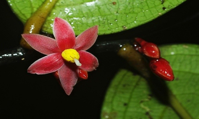 10 loài mới phát hiện ấn tượng nhất năm 2016 ảnh 9