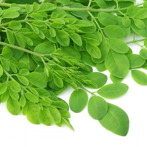 Rau chùm ngây sẽ rất độc với những người này! ảnh 3