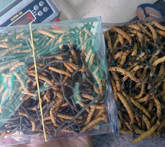 Báo TQ: Đông trùng hạ thảo không phải thần dược lại mắc hơn vàng ảnh 2