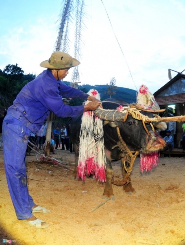 Quảng Ngãi: Đâm trâu không man rợ, nhưng chỉ phát nợ ảnh 1