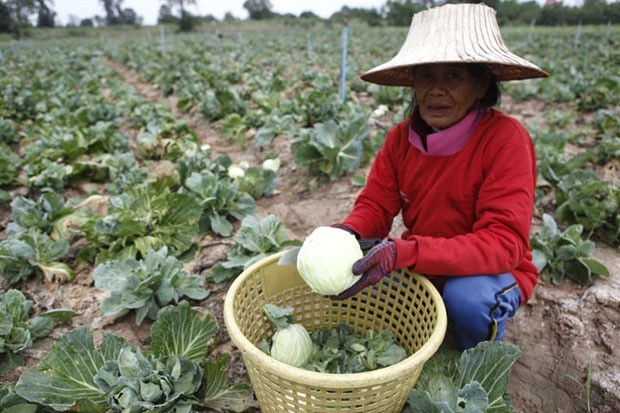 Trái cây Thái Lan chứa chất độc hại ảnh 1