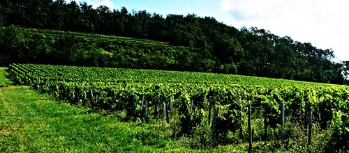 Cận cảnh vườn nho 97 tỷ của 'Tiểu Yến Tử' Triệu Vy ảnh 9