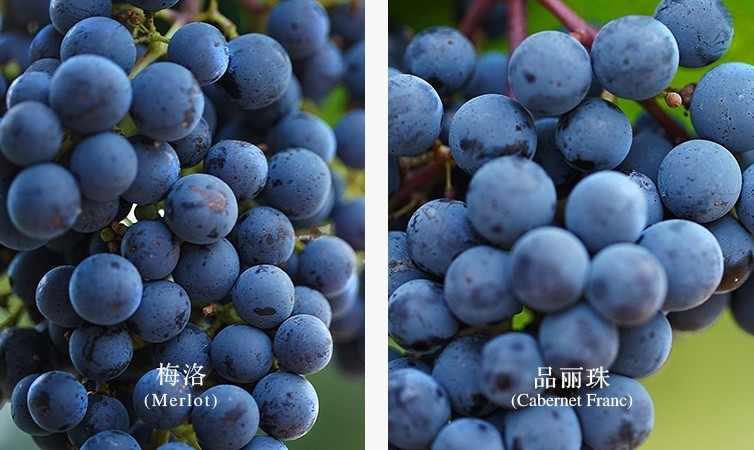 Cận cảnh vườn nho 97 tỷ của 'Tiểu Yến Tử' Triệu Vy ảnh 7