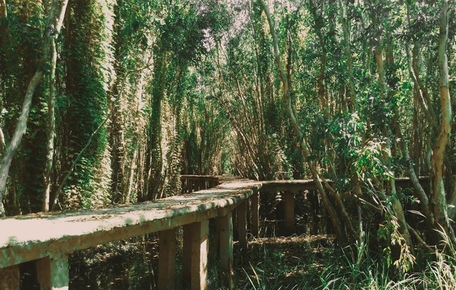 Khám phá rừng tràm bí ẩn tại làng nổi Tân Lập ảnh 6