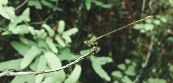 Khám phá rừng tràm bí ẩn tại làng nổi Tân Lập ảnh 9