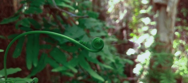 Khám phá rừng tràm bí ẩn tại làng nổi Tân Lập ảnh 10