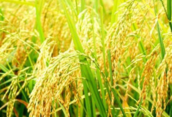 Đổi mới công nghệ chọn tạo giống lúa ảnh 1