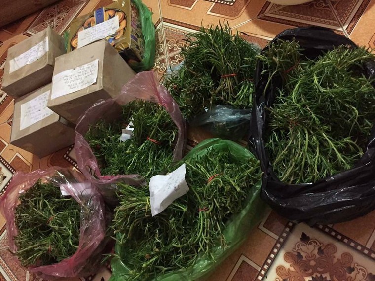 Hoài cổ hoa mười giờ: Mỗi ngày kiếm 1 chỉ vàng ảnh 4