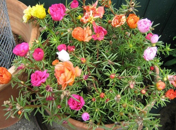 Hoài cổ hoa mười giờ: Mỗi ngày kiếm 1 chỉ vàng ảnh 3