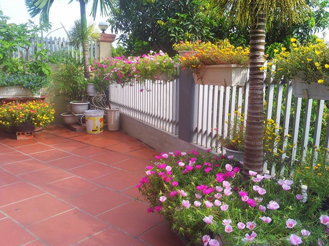 Hoài cổ hoa mười giờ: Mỗi ngày kiếm 1 chỉ vàng ảnh 1