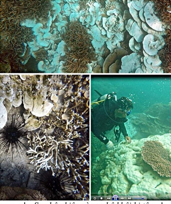 San hô tại Côn Đảo bị tẩy trắng hàng loạt ảnh 1