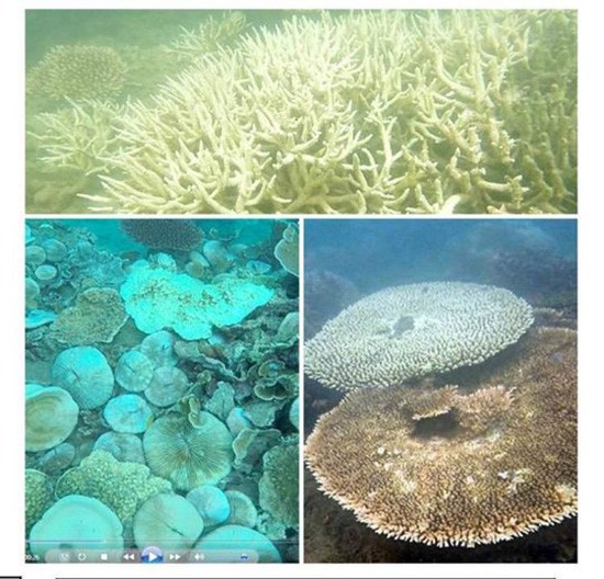 San hô tại Côn Đảo bị tẩy trắng hàng loạt ảnh 3