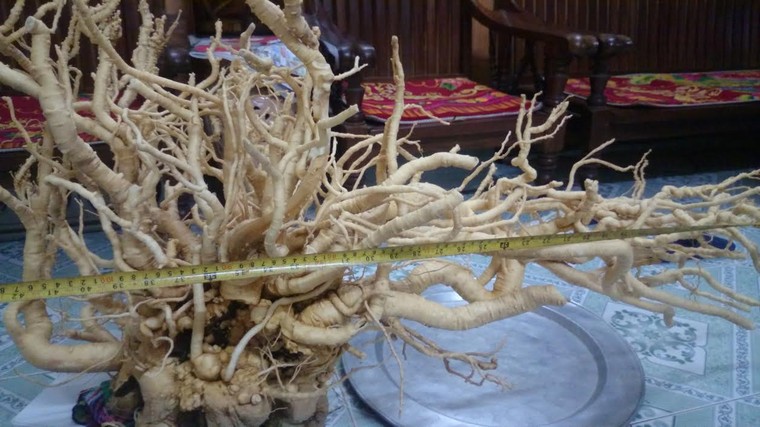 Củ đinh lăng bậc nhất Việt Nam, ngâm 300 lít rượu bồi bổ ảnh 1