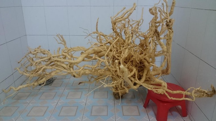 Củ đinh lăng bậc nhất Việt Nam, ngâm 300 lít rượu bồi bổ ảnh 2