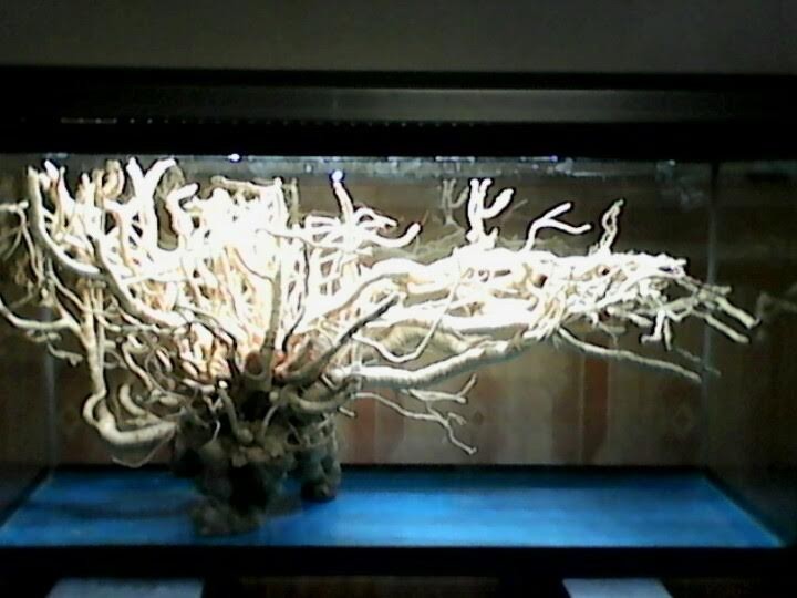 Củ đinh lăng bậc nhất Việt Nam, ngâm 300 lít rượu bồi bổ ảnh 3