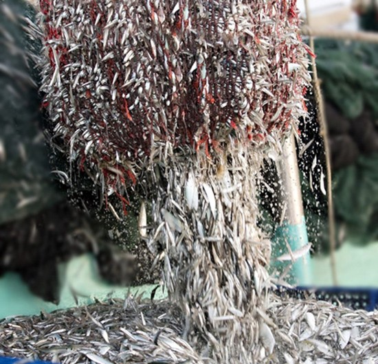 Thức chấm Việt ‘đốn tim’ đầu bếp thế giới ảnh 1