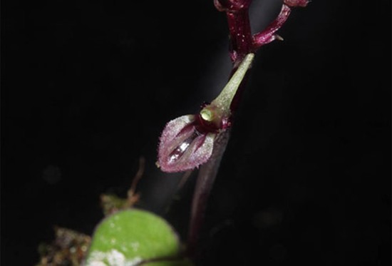 13 loài lan ở khu bảo tồn thiên nhiên Hòn Bà ảnh 2