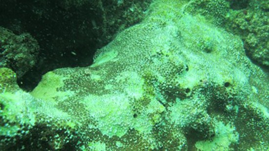 Hệ sinh thái biển miền Trung: Nửa thế kỷ mới hồi phục hoàn toàn ảnh 1