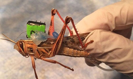 Hải quân Mỹ có thể dùng chiến sĩ côn trùng để dò bom ảnh 1