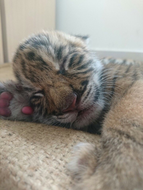 Vinpearl Safari đón thêm 4 chú hổ quý Bengal ảnh 2