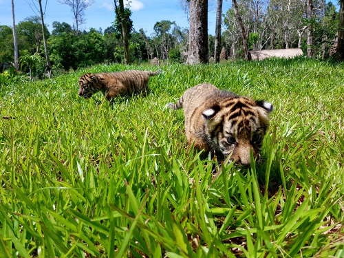 Vinpearl Safari đón thêm 4 chú hổ quý Bengal ảnh 3