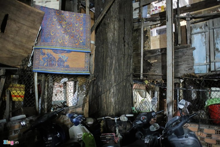 [ẢNH] Nhiều cây trăm tuổi ở Sài Gòn bị... nhốt vào nhà ảnh 13