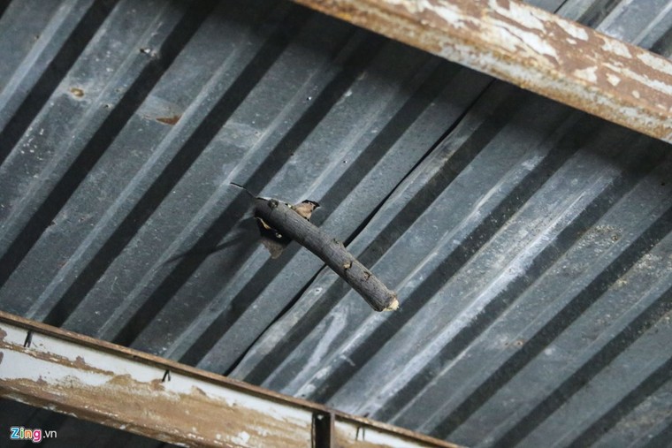 [ẢNH] Nhiều cây trăm tuổi ở Sài Gòn bị... nhốt vào nhà ảnh 14