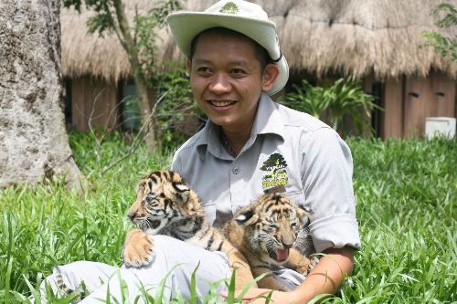 Vinpearl Safari đón thêm 4 chú hổ quý Bengal ảnh 4