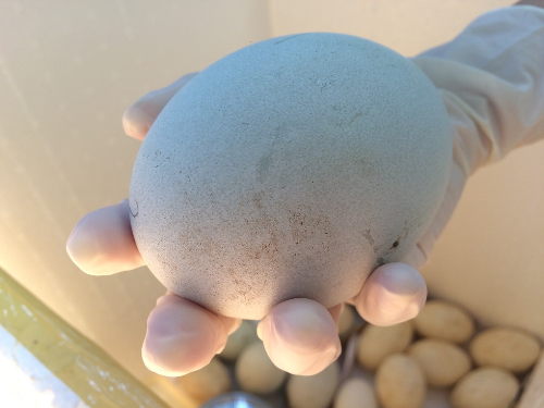 Vinpearl Safari đón thêm 4 chú hổ quý Bengal ảnh 8