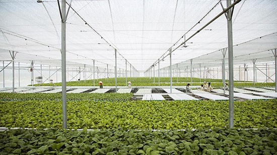 Vingroup liên kết 1000 HTX và hộ nông dân cung ứng nông sản sạch ảnh 1