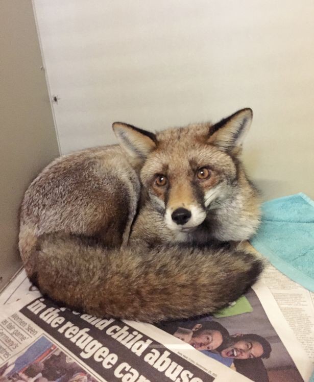 Mất ngủ cả tháng vì… cáo hoang sống trên gác xép ảnh 2