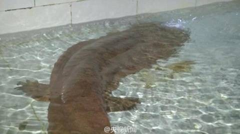 Phát hiện kỳ nhông khổng lồ 200 tuổi cực kỳ quý hiếm ở Trung Quốc ảnh 3