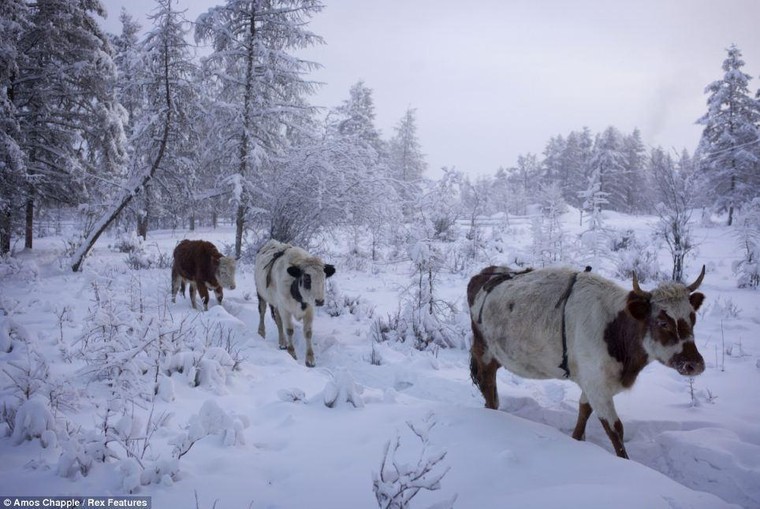 Khám phá cuộc sống tại ngôi làng lạnh nhất thế giới ở Nga ảnh 8