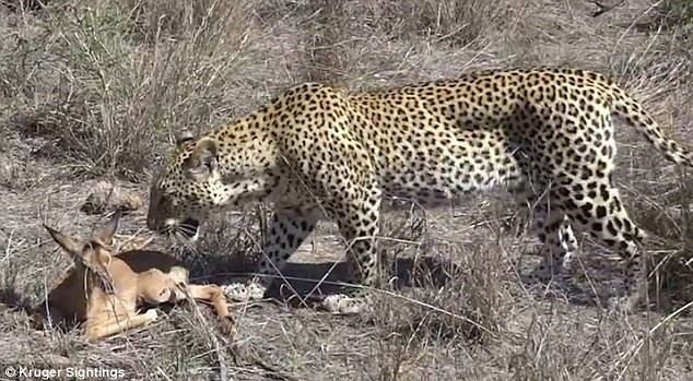 Báo đốm bỗng nhiên 'dễ dãi' tha chết cho linh dương con ảnh 2