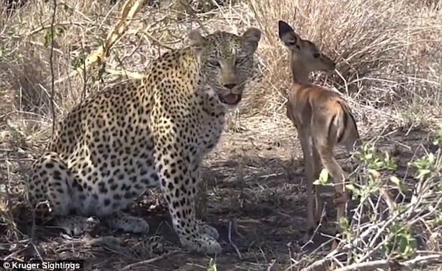 Báo đốm bỗng nhiên 'dễ dãi' tha chết cho linh dương con ảnh 5