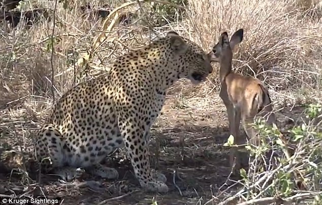 Báo đốm bỗng nhiên 'dễ dãi' tha chết cho linh dương con ảnh 6