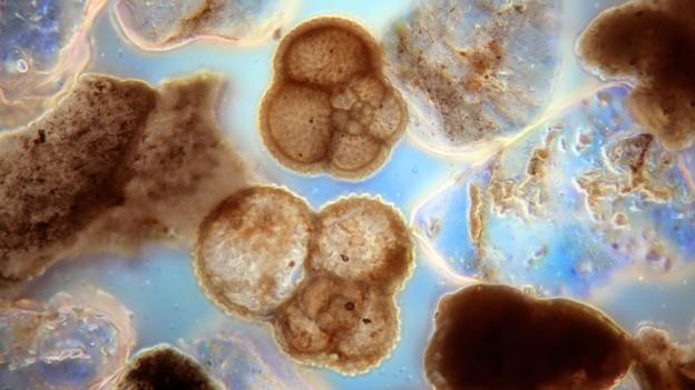 Khe vực Mariana - nơi sâu nhất đại dương có điều gì huyền bí? ảnh 5