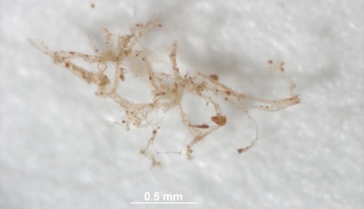 Máu của khủng long vẫn tồn tại trong hóa thạch suốt 80 triệu năm ảnh 1