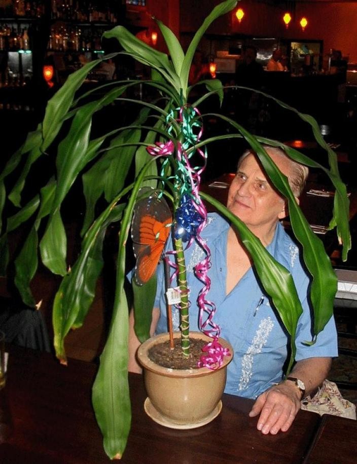 Thực vật có khả năng suy nghĩ và cảm xúc như người? ảnh 2