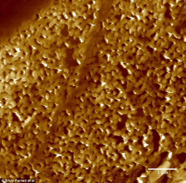 Vì sao khi về già lông chim không bị bạc? ảnh 2