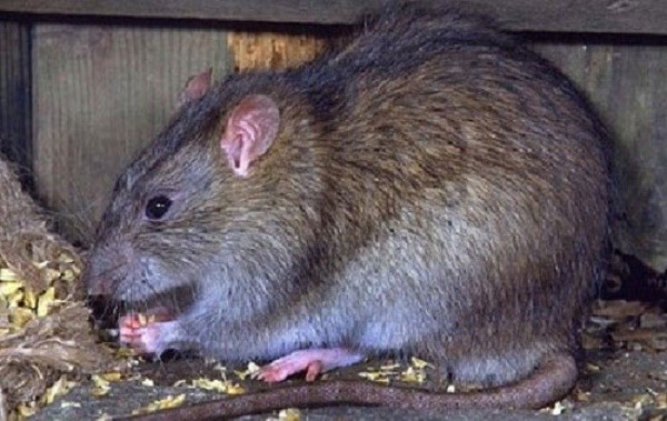 6 mẹo diệt chuột cực hay bạn nên thử ảnh 1