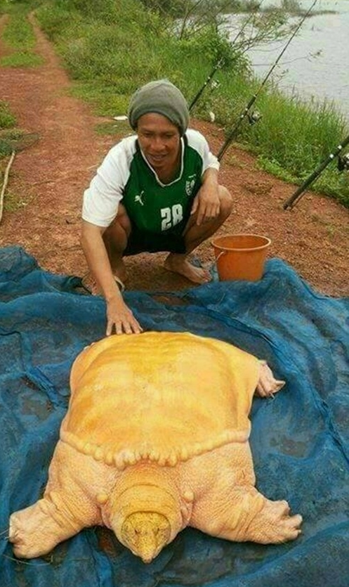 Bắt được ‘cua đinh’ quý hiếm trong Sách Đỏ ở hầm nuôi cá tra ảnh 2