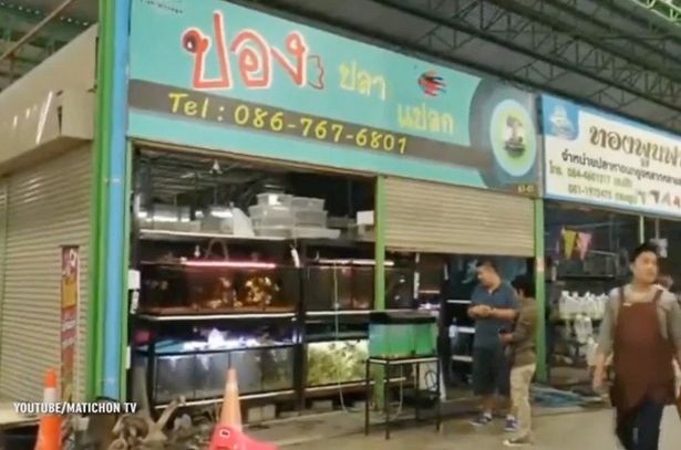 Kỳ lạ con cá bị mất một nửa thân dưới vẫn sống được hơn 6 tháng ảnh 3