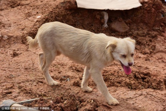 Cảm động chú chó tuyệt thực, tìm chủ dưới đống đổ nát ảnh 1