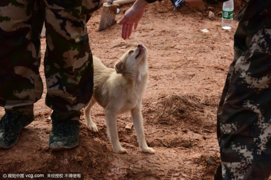 Cảm động chú chó tuyệt thực, tìm chủ dưới đống đổ nát ảnh 2