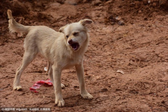 Cảm động chú chó tuyệt thực, tìm chủ dưới đống đổ nát ảnh 3