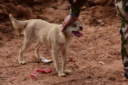 Cảm động chú chó tuyệt thực, tìm chủ dưới đống đổ nát ảnh 5