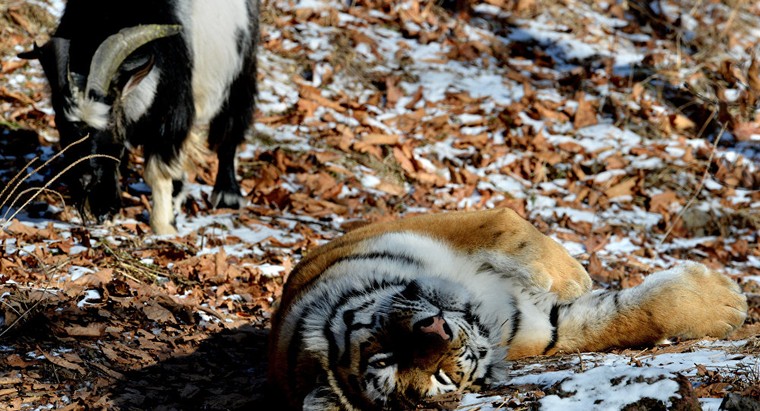 Lạ lùng hổ kết thân với con mồi tại công viên ở Nga ảnh 4