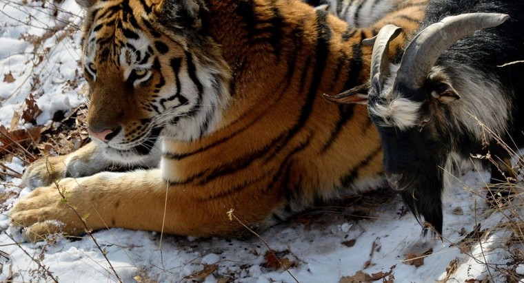 Lạ lùng hổ kết thân với con mồi tại công viên ở Nga ảnh 5