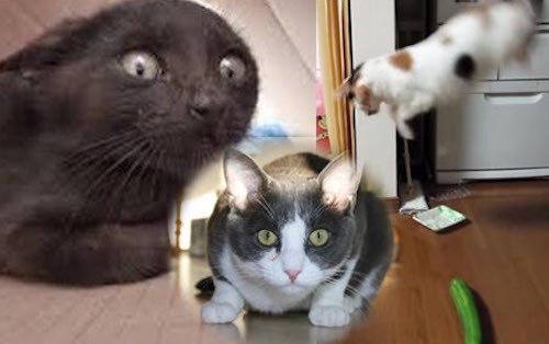 12 video được chia sẻ nhiều nhất trên internet năm 2015 ảnh 11